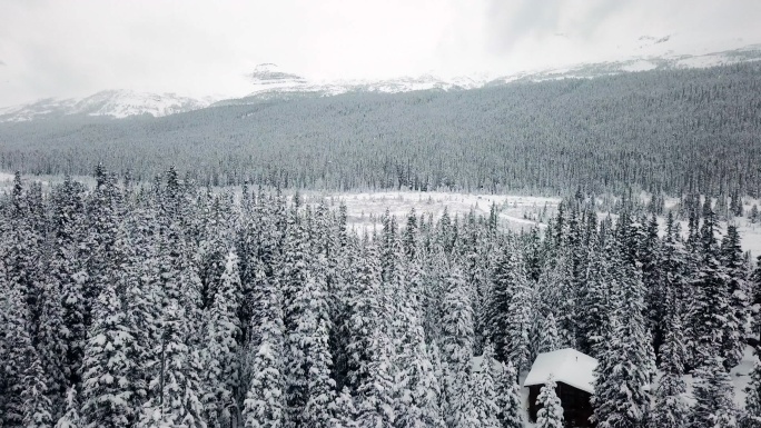 雪中的冬季森林氧吧空气清新环保