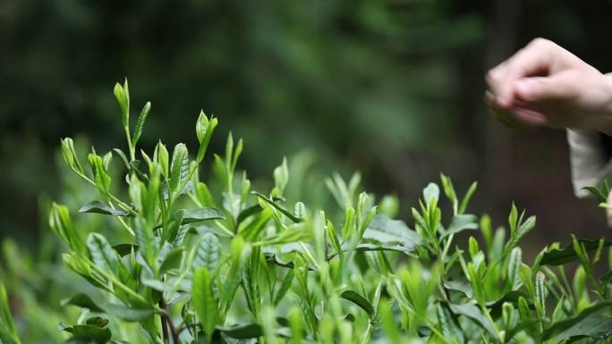 实拍十大名茶太平猴魁茶叶采摘