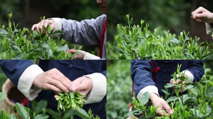 实拍十大名茶太平猴魁茶叶采摘