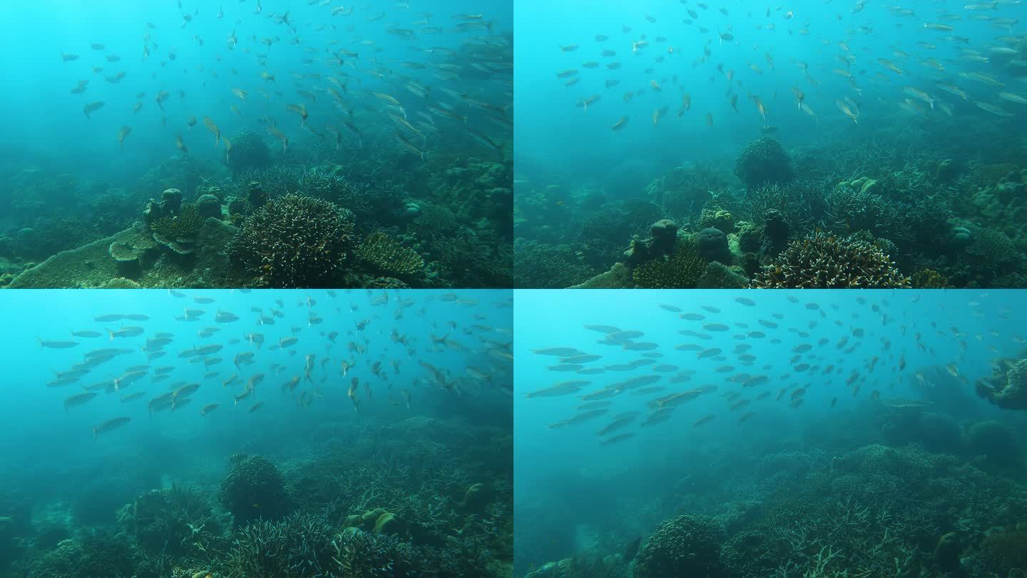 热带气候岛上的水下清水珊瑚礁中的baracuda鱼群