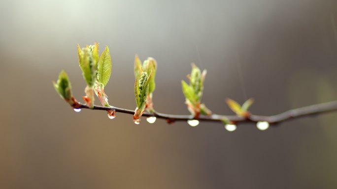 萌芽 春雨 发芽 开春 雨露