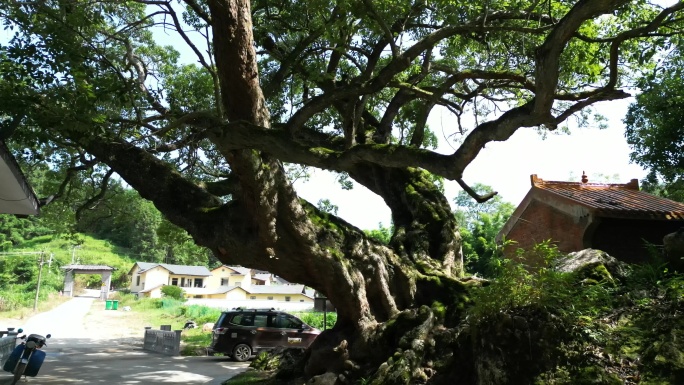 古村落的千年古树