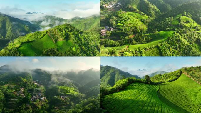 皖南 山峰 茶园 日出 云海