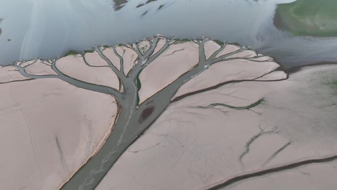 航拍鄱阳湖枯水生命之树大地之树大自然奇观