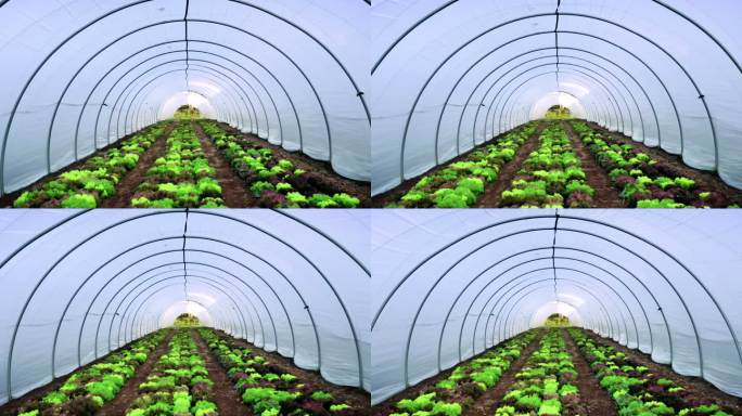 大型温室中生长的莴苣植物视频