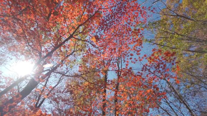 枫叶树叶干枯深秋中去树木唯美逆光