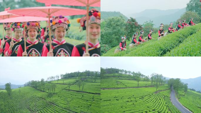 南涧无量山茶园 采茶 茶园航拍