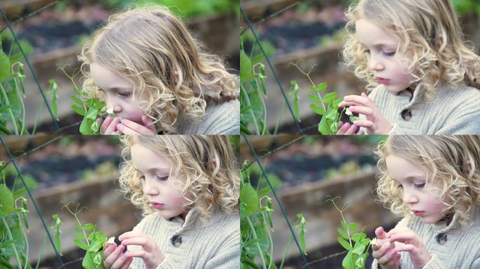 一个小女孩正在社区花园里检查一朵花