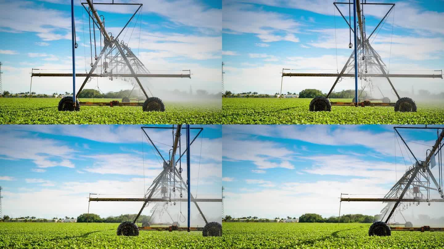中心枢轴灌溉系统：德克萨斯州牧场