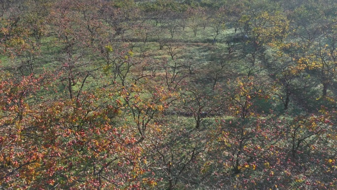 秋天阳光下漫山遍野挂满果实的柿子树
