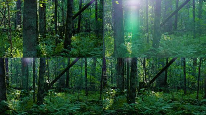 4k逆光原始森林大自然青苔唯美空镜头