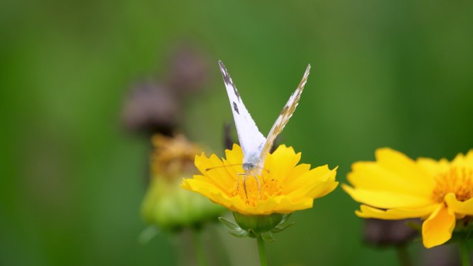 蝴蝶从黄色花朵上飞起的清新养眼素材