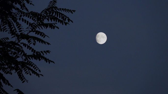 夜幕降临傍晚树影月亮风景4k视频素材