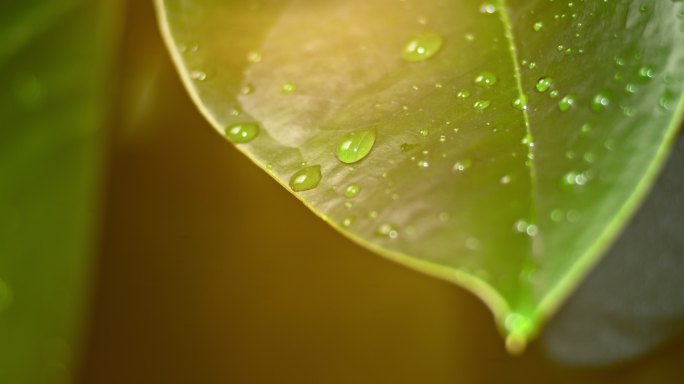 雨滴落在蜡质湿叶上