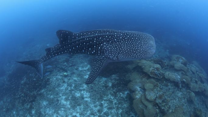 4K濒危物种远洋鲸鲨（Rhincodon typus）在彩虹长跑者学校游泳，能见度良好，无人。动物行