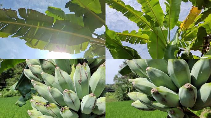 香蕉绿色香蕉新鲜水果芭蕉树上香蕉树青香蕉