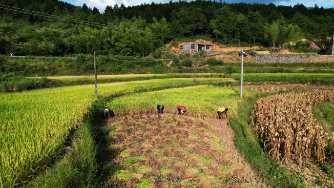 乡村农民人工收割水稻稻谷辛勤劳动