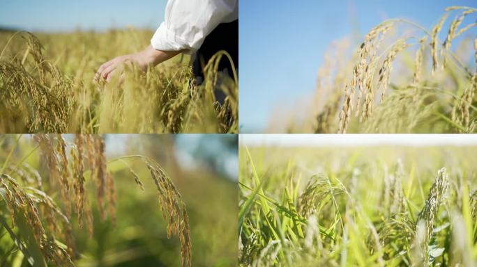 五常金黄稻穗丰收大米特写水稻成熟近景画面