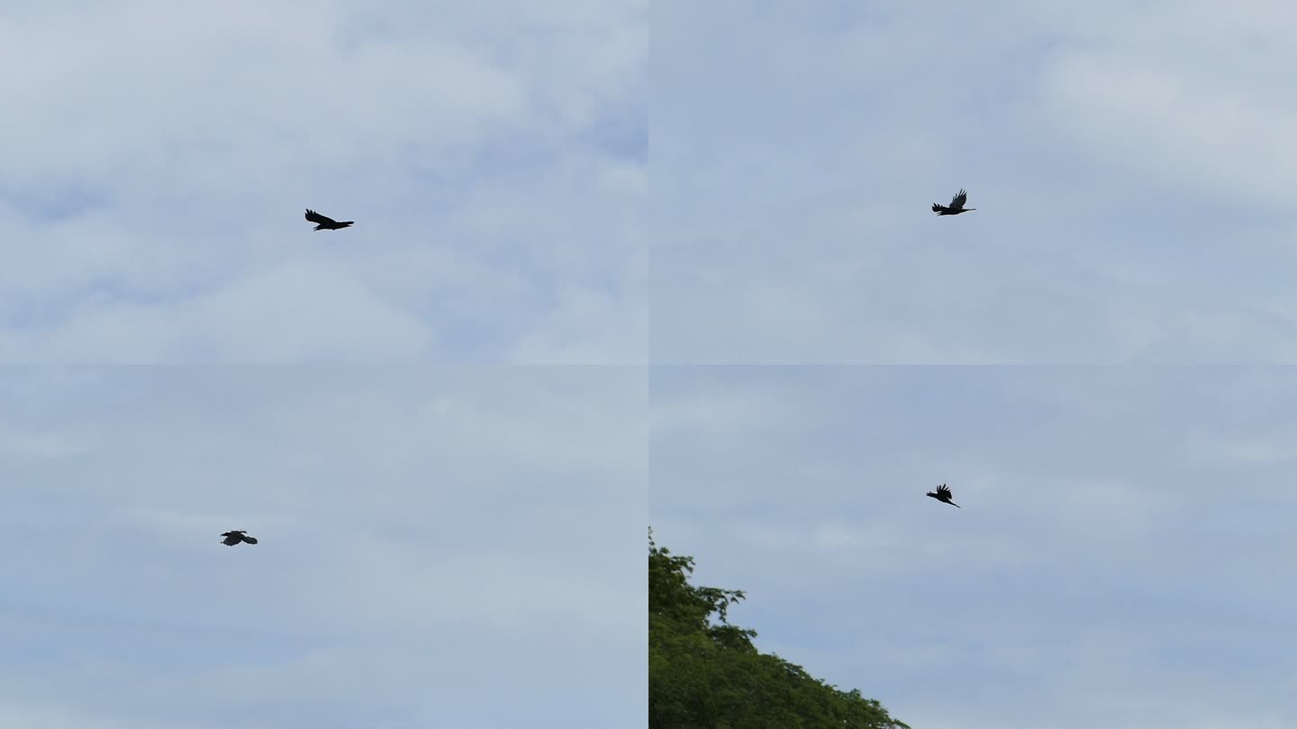 慢动作乌鸦鸟在天空中飞翔。