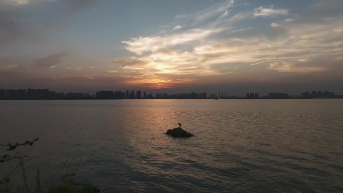 武汉汤逊湖中的白鹭和夜鹭在日落晚霞下歇息