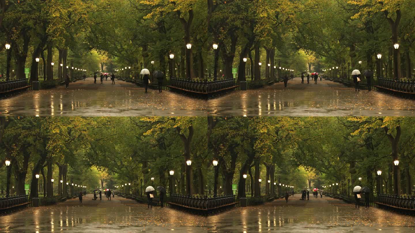 中央公园雨落叶秋季唯美