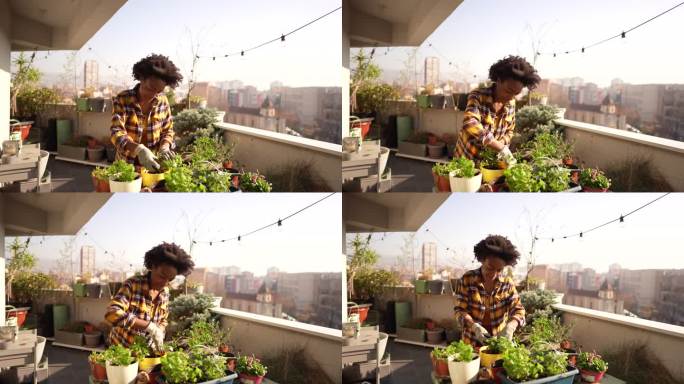 重新种植我的植物阳台植物打理国外黑人种植