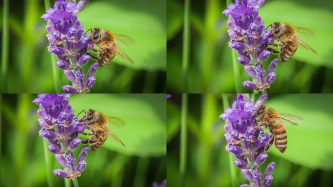 从花上采集花粉的蜜蜂