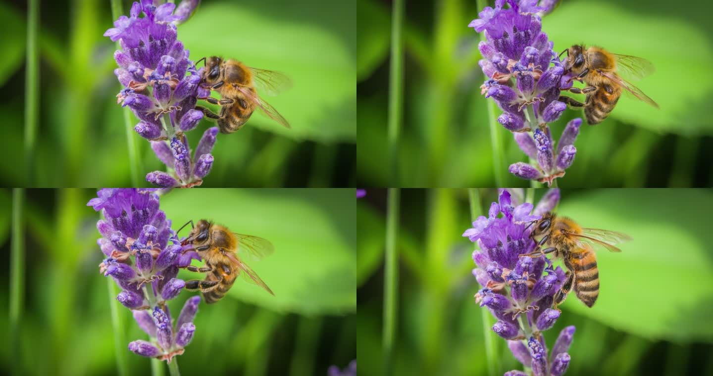 从花上采集花粉的蜜蜂