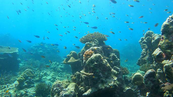 热带气候岛上的水下清水珊瑚礁和鱼群