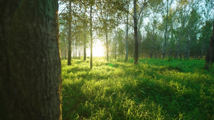 8k草地绿色环保绿化安静逆光透光阳光照射