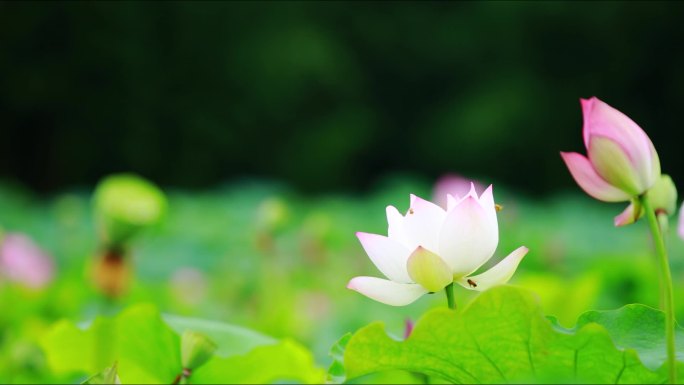 实拍 美丽乡村 荷花 荷叶 荷塘