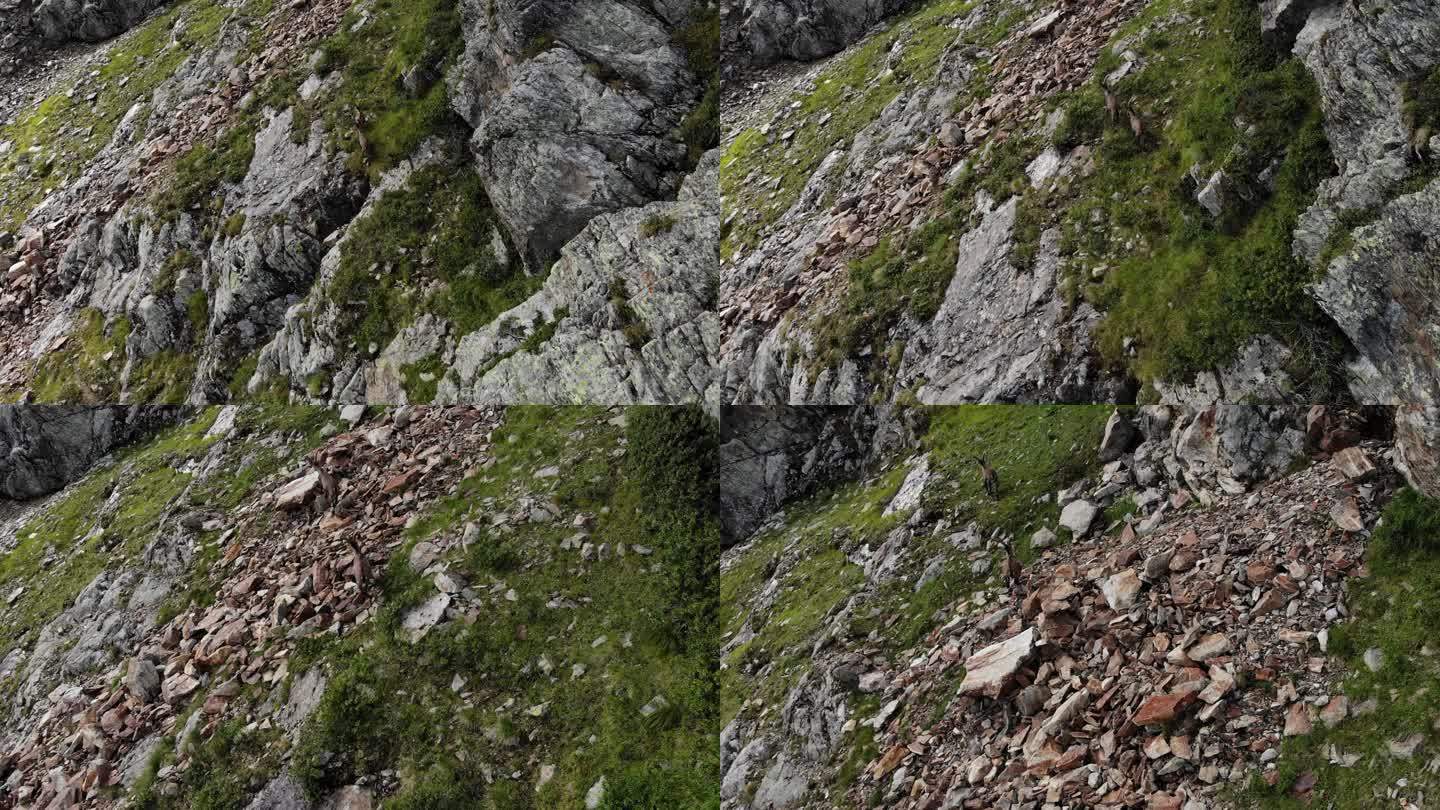 意大利阿尔卑斯山上一群阿尔卑斯野山羊（Capra ibex）的无人机视图