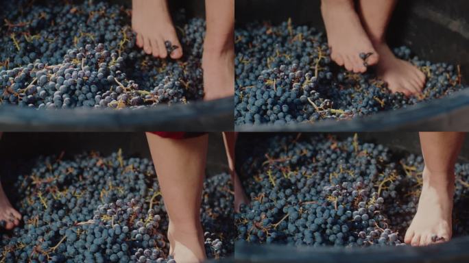 用脚酿酒脚踩葡萄葡萄酒酿造