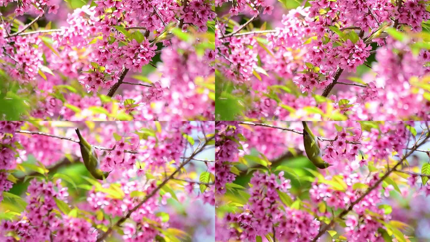 樱花花朵鲜花绿叶大树绿色环保生态