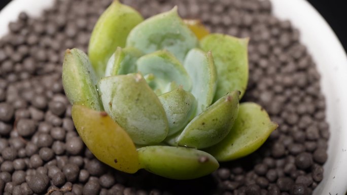 范女王多肉植物盆栽绿植