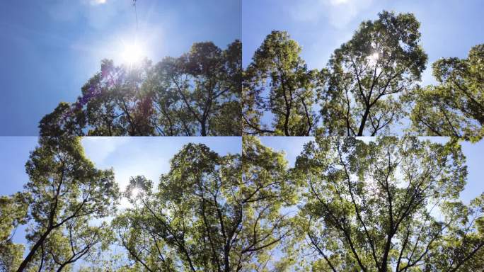 夏天阳光穿过树林树叶子自然风景视频素材0