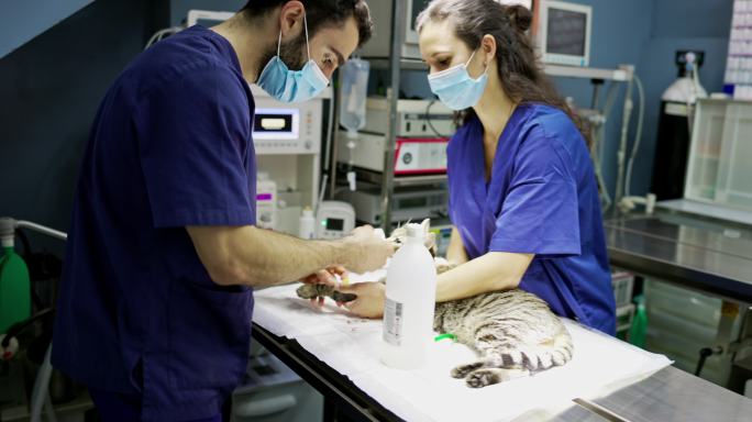 年轻的兽医正在为手术准备虎斑猫
