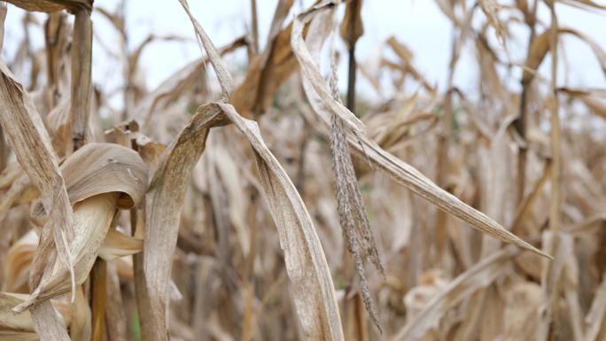 枯萎的玉米秆乡下环保脱贫致富