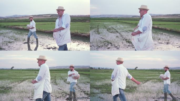 父子俩在稻田里播种新的种子