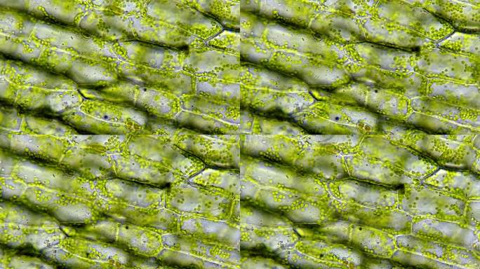水生植物叶细胞结构