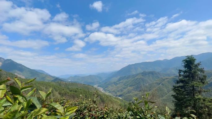 茶园 蓝天 白云 乡村 延时