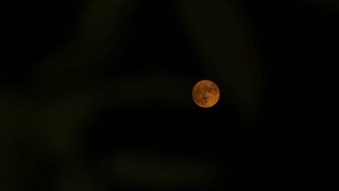 飞机飞过月亮十五月亮中秋节赏月树林月亮