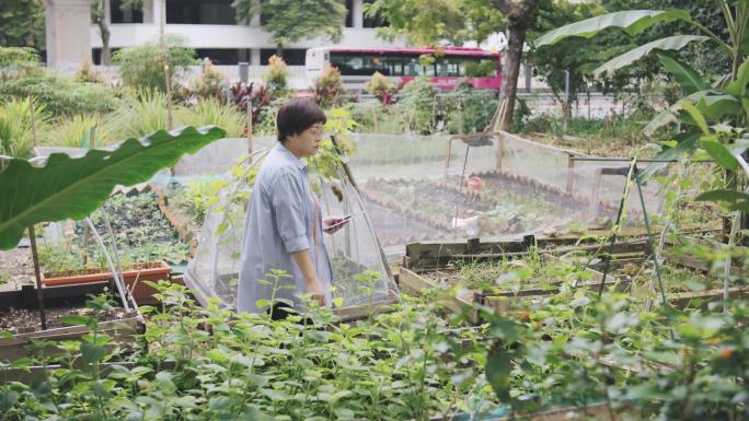 可持续的生活方式：亚洲中国中年妇女在后院用数字平板记录检查她的有机农场增长