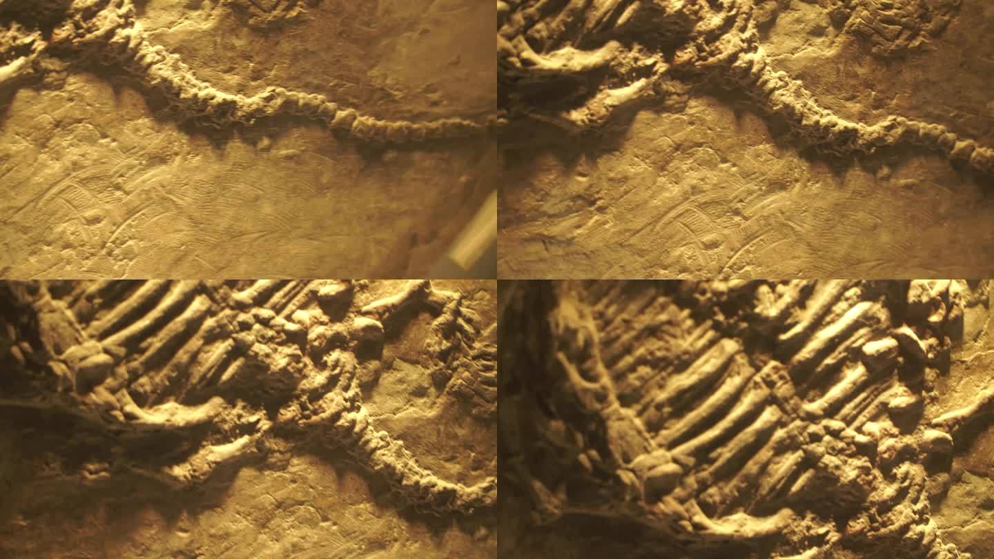 古生物恐龙骨架化石标本