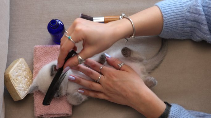 猫主人用梳子梳理她的小猫
