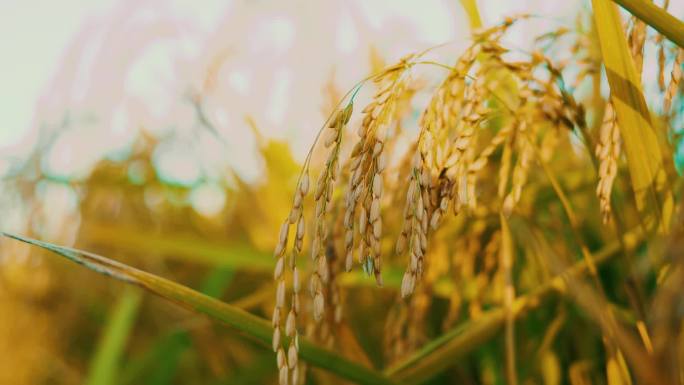 农业素材成熟稻穗秋天丰收季水稻五常金黄色