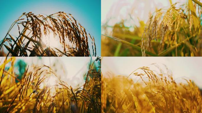 农业素材成熟稻穗秋天丰收季水稻五常金黄色