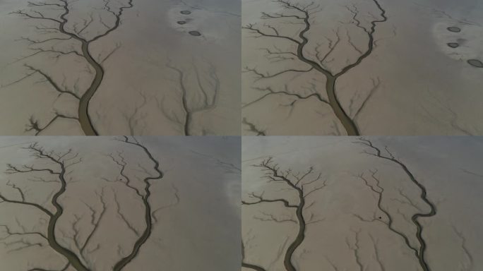 鄱阳湖生命之树鸟瞰特写航拍