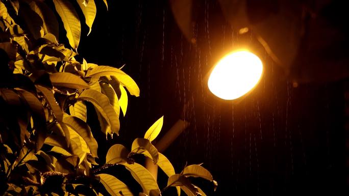 伤感唯美城市雨夜雨中夜晚大雨路灯树叶特写