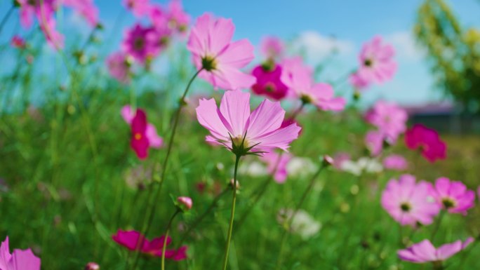 4k格桑花特写